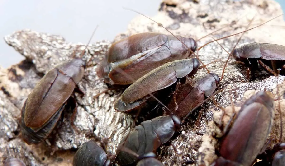 leche de cucaracha como alternativa alimentaria