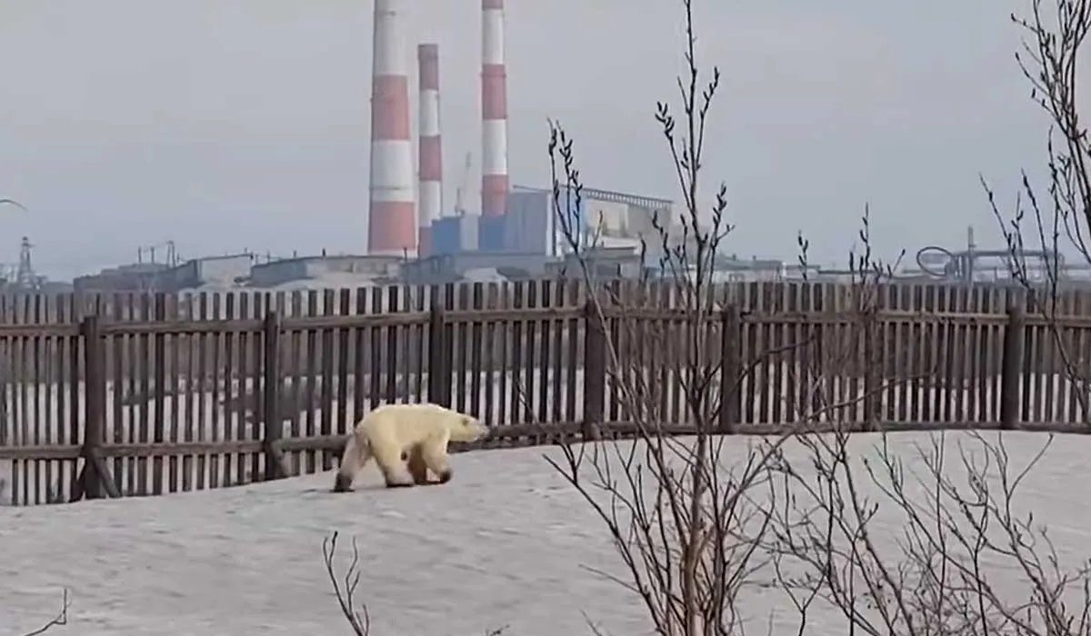 video de un oso polar afectado por el calentamiento global