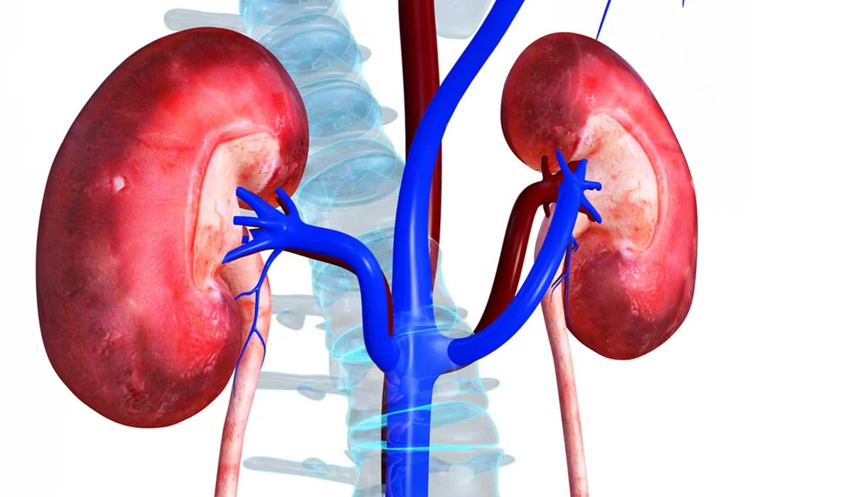 síntomas y factores del riesgo del cáncer renal