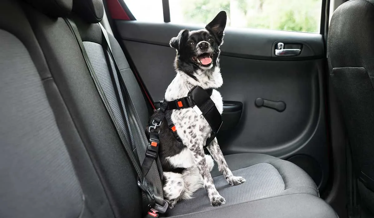 ¿Los perros necesitan cinturón de seguridad?