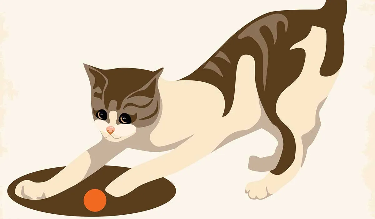 Esto aprendí de la naturaleza de mi gato tras inscribirlo a un concurso