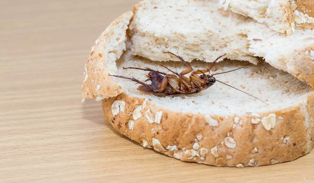 cómo terminar con los insectos en tu hogar