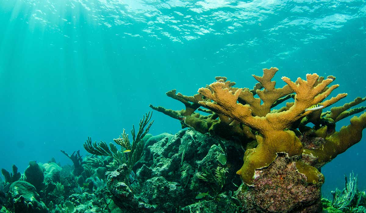 preservación de arrecifes