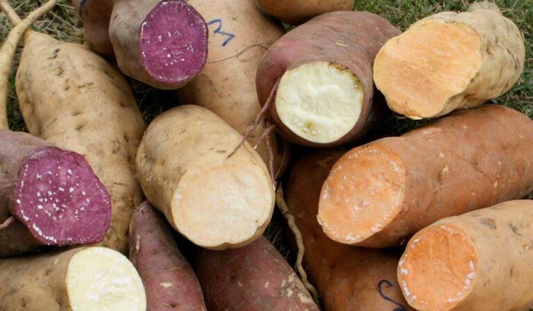 Harina de camote, alternativa nutricional para personas con regímenes