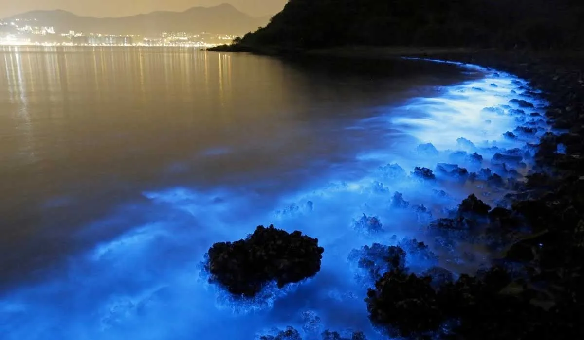 Temporada de bioluminiscencia en Holbox