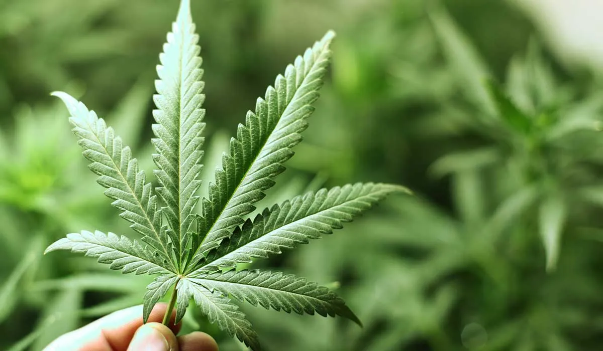 uso de cannabinoides