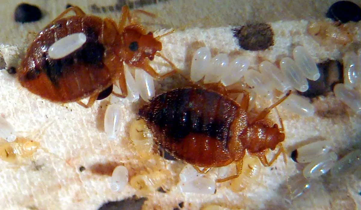 identifica los huevos de una chinche