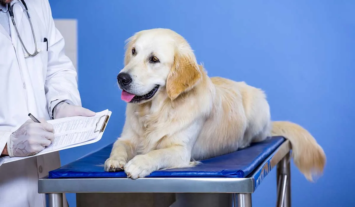 esto es importante cuando lleves a tu mascota al veterinario
