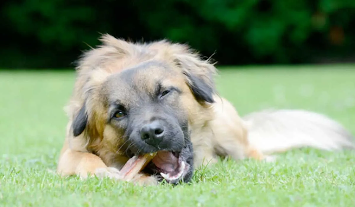 Cuidado si le das golosinas hechas con orejas de cerdo a tu perro