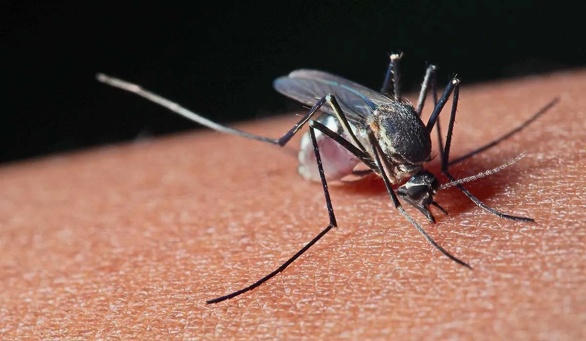 picaduras de mosquito