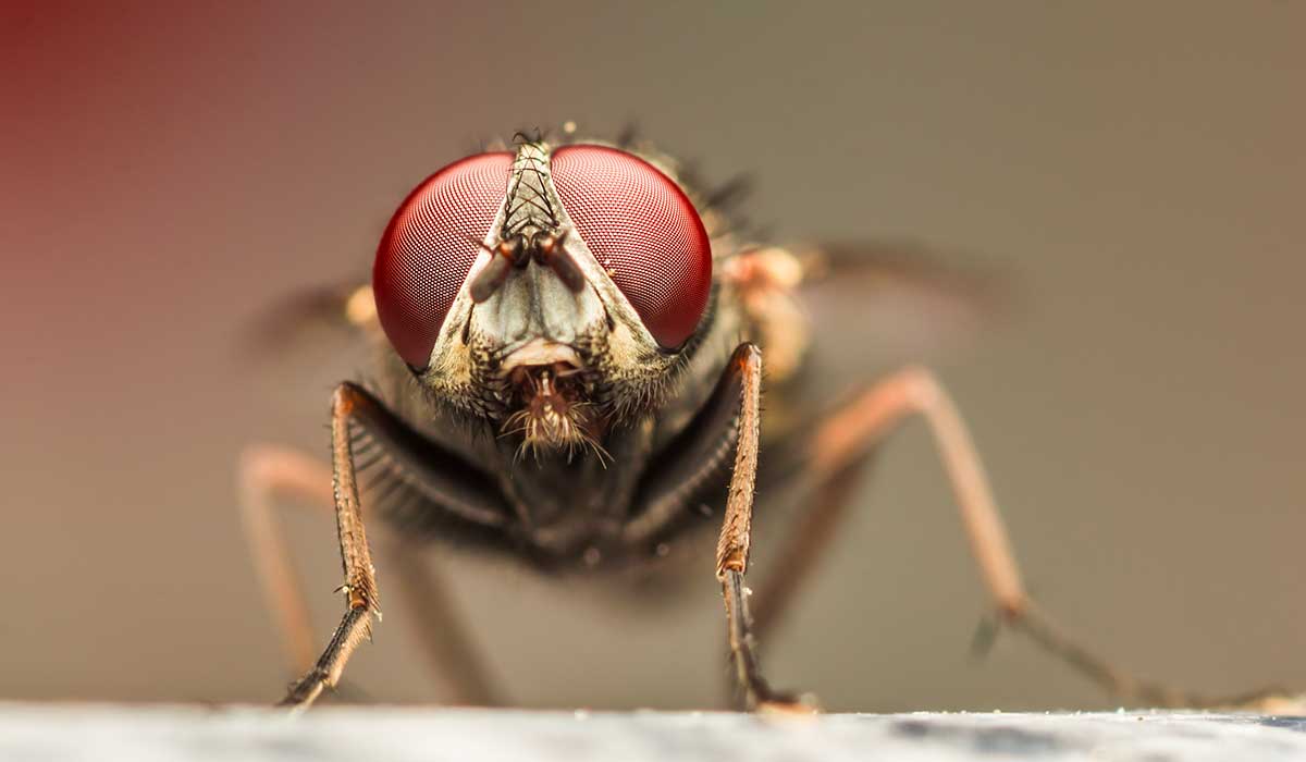 prepara este repelente contra las moscas en tu casa