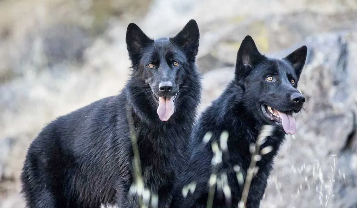 conoce tres razas de perros mexicanos