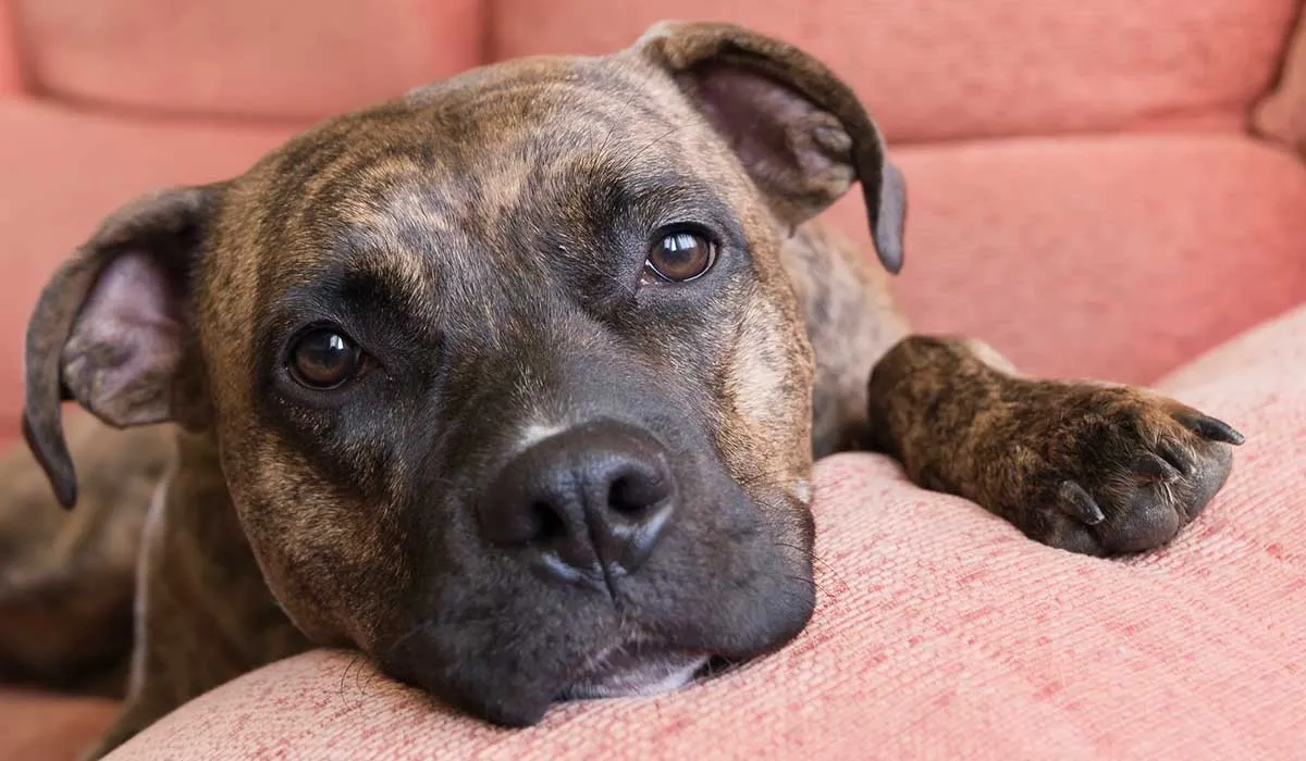 no cometas estos errores que afectan la salud de tu perro