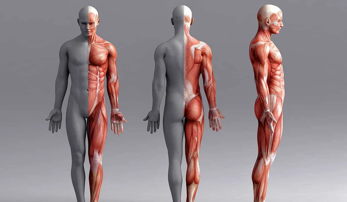 partes de tu cuerpo que son mas jóvenes que tu vida