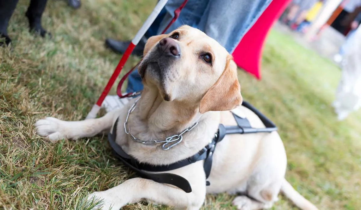 ¿Cómo eligen a un perro para que sea asistente en áreas de salud?