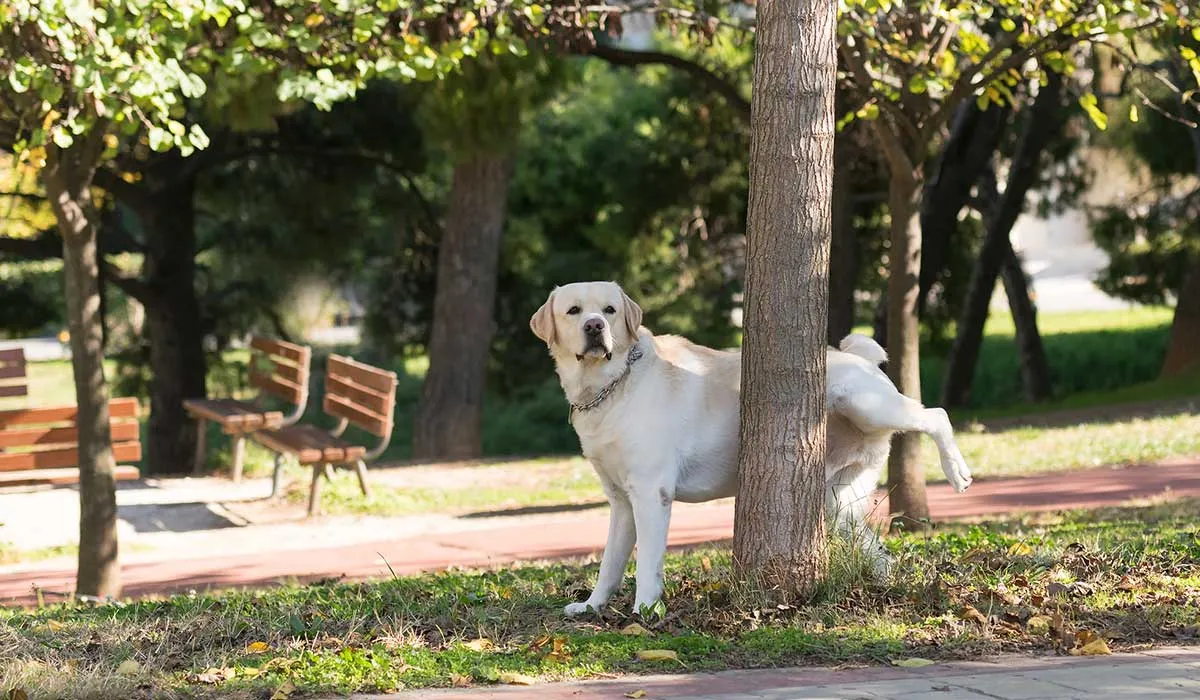 por qué rascan los perros el pasto
