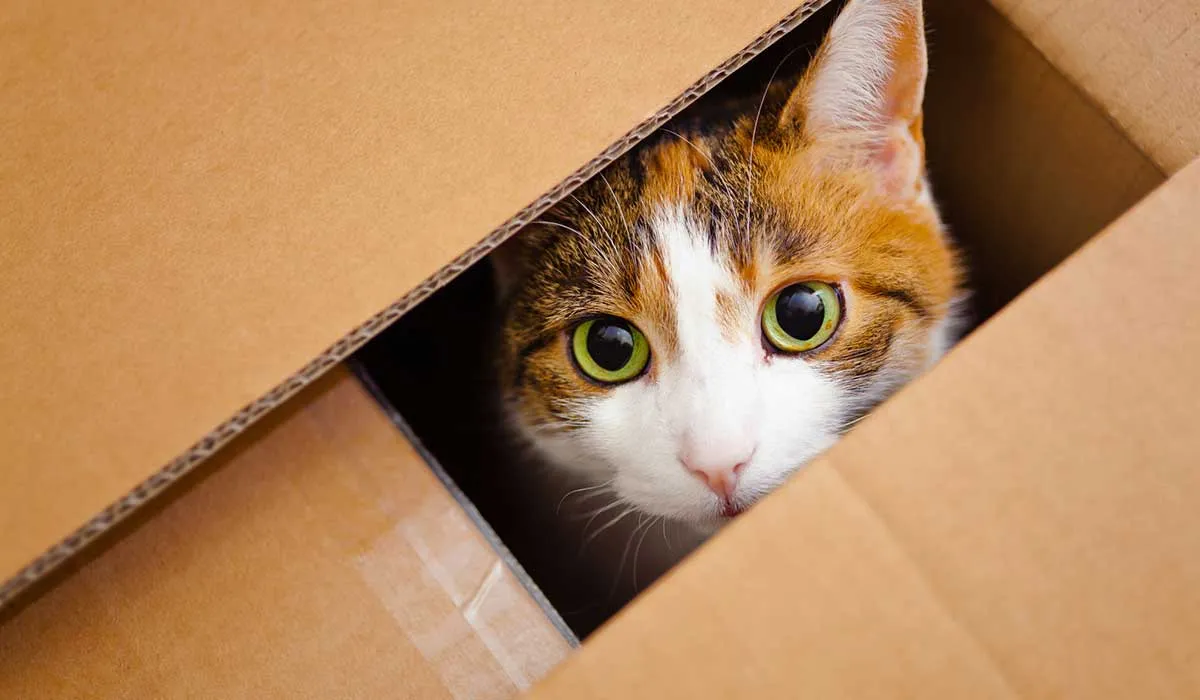 ¿Por qué se dice que los gatos son animales exigentes?