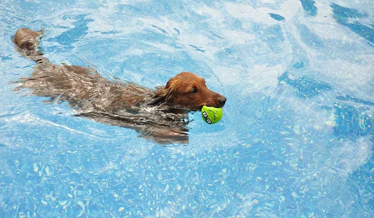 Es un mito que los perros saben nadar, pero también puedes enseñarles