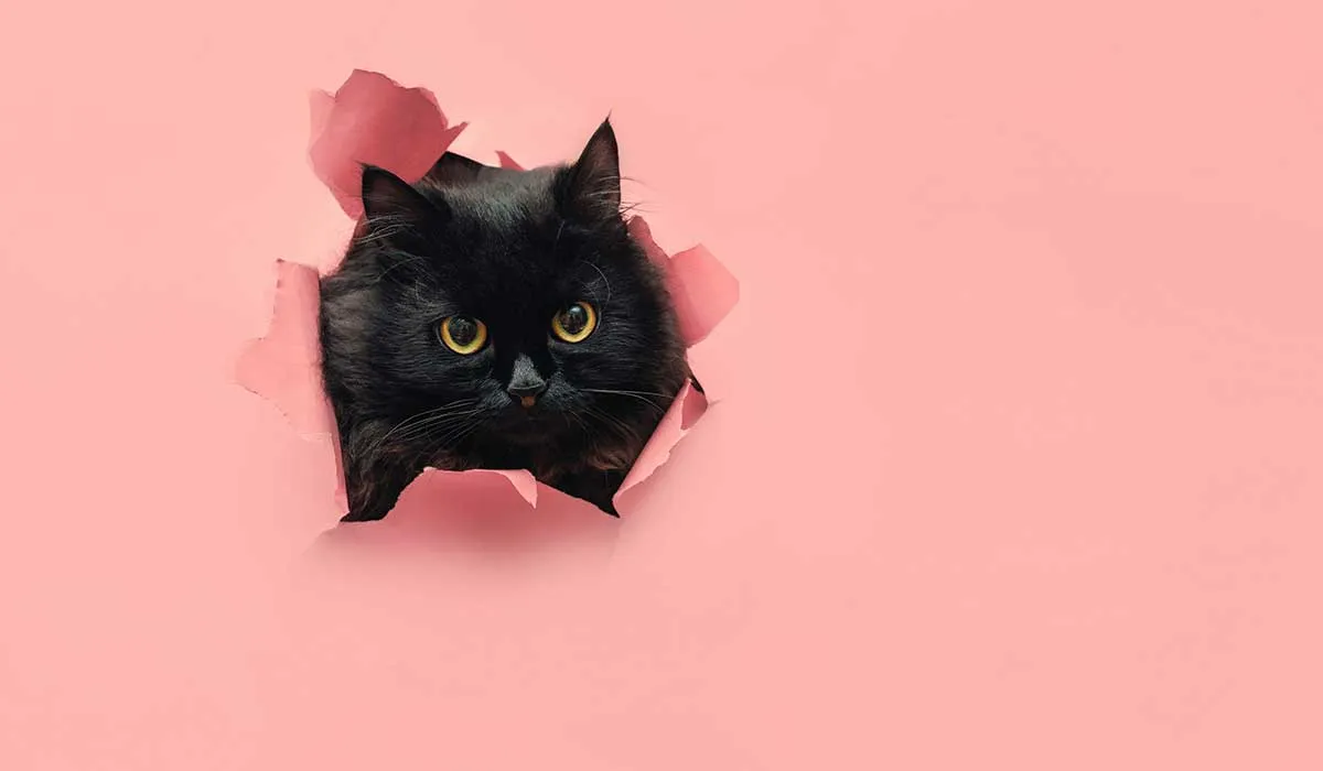 Datos adorables sobre los gatos