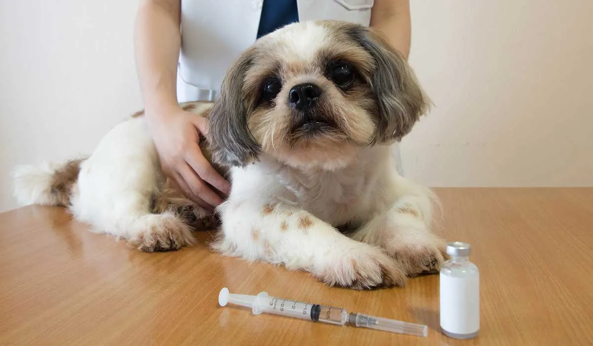 Los perros y gatos también pueden desarrollar diabetes. Identifica los signos