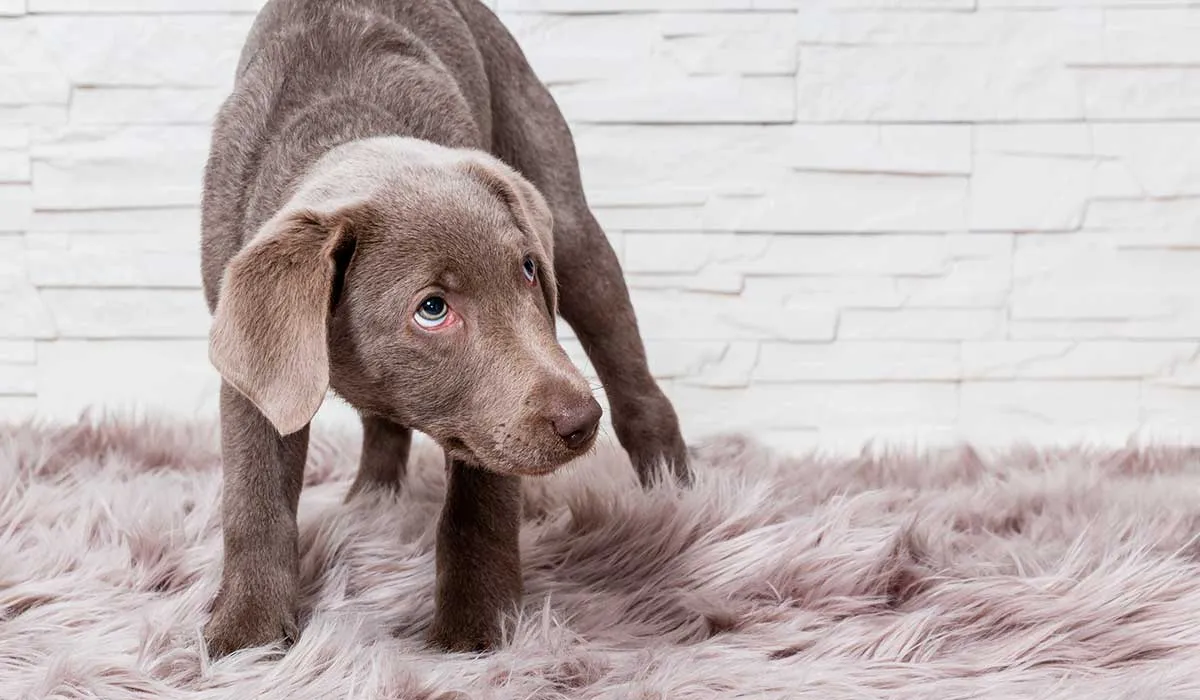 Errores que la gente comete cuando adopta a un perro