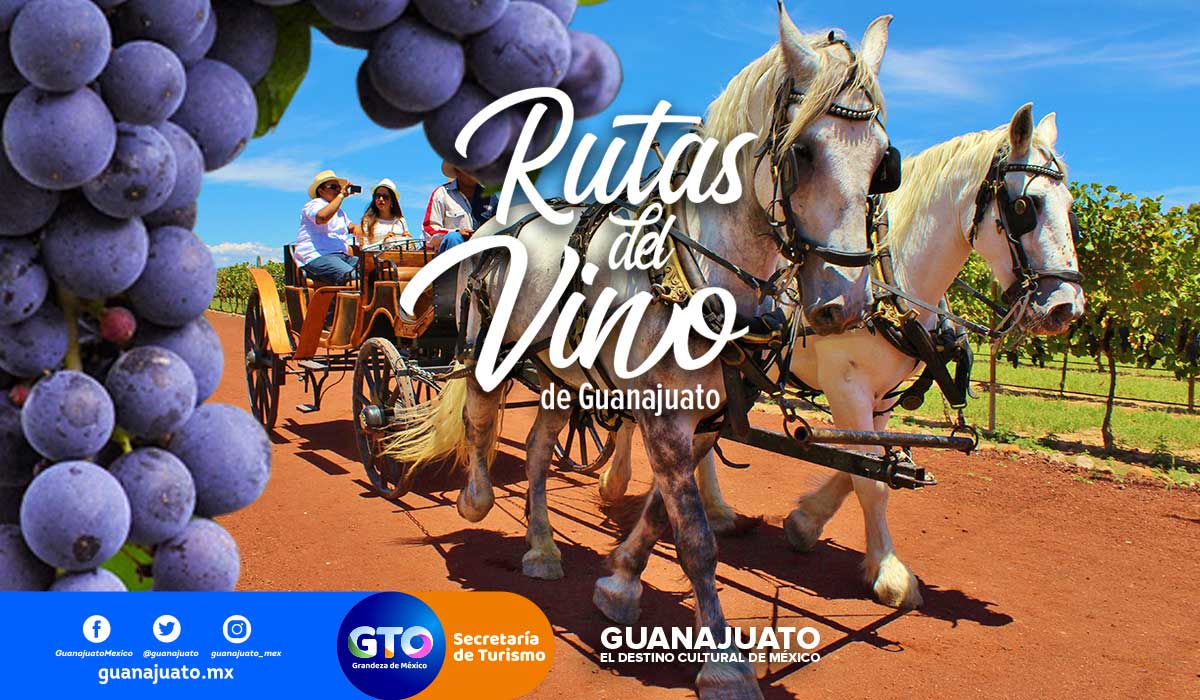 Descubre las  rutas del Vino en Guanajuato