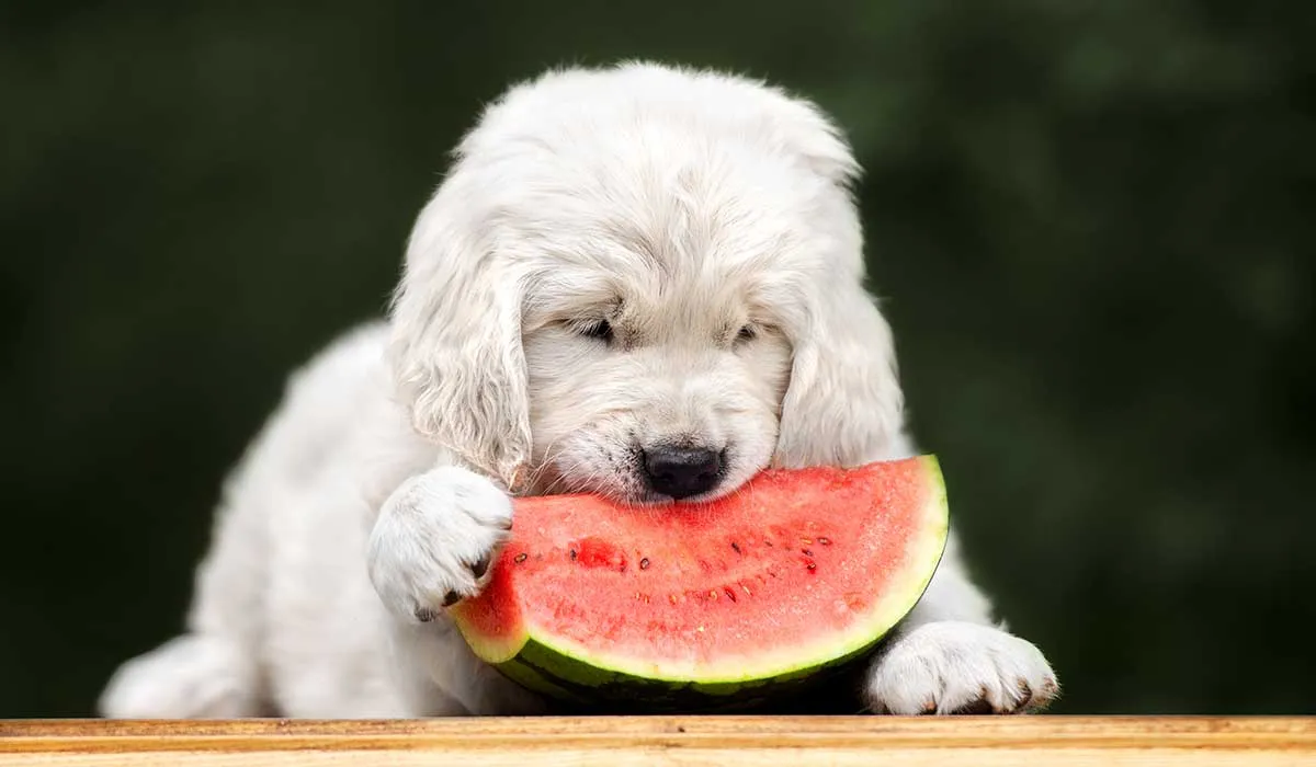 comida humana que le puedes dar a tu perro