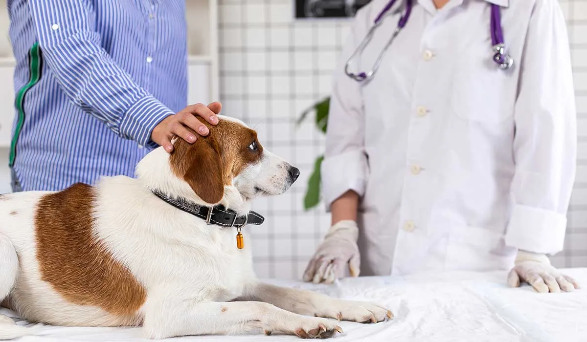 6 síntomas de convulsiones en perros que hay que vigilar