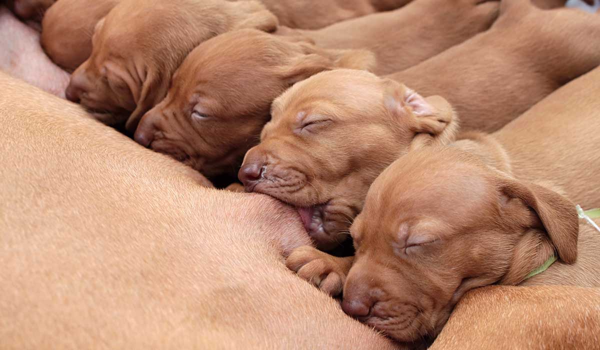 Cuánto tiempo dura el embarazo en los y cuántos cachorros pueden tener?