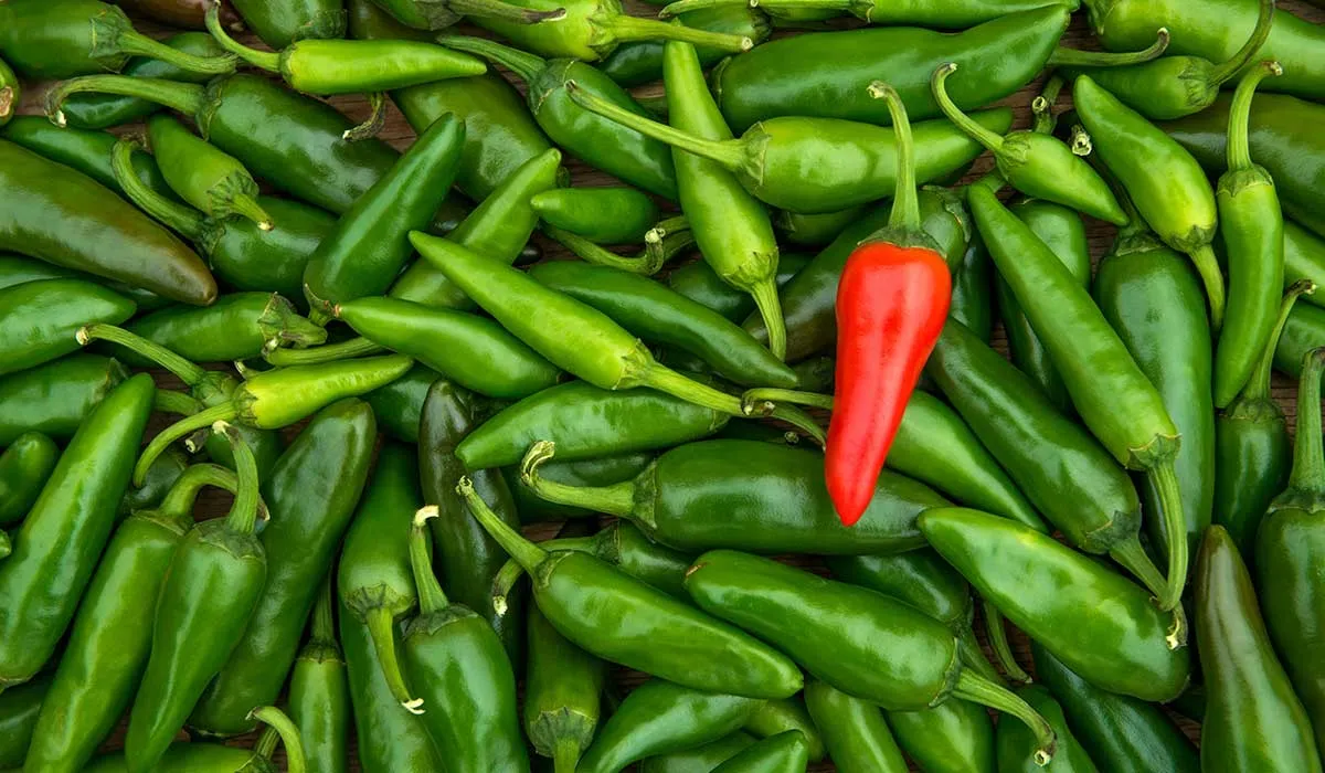 los chiles disminuyen el riesgo de ataque cardiaco