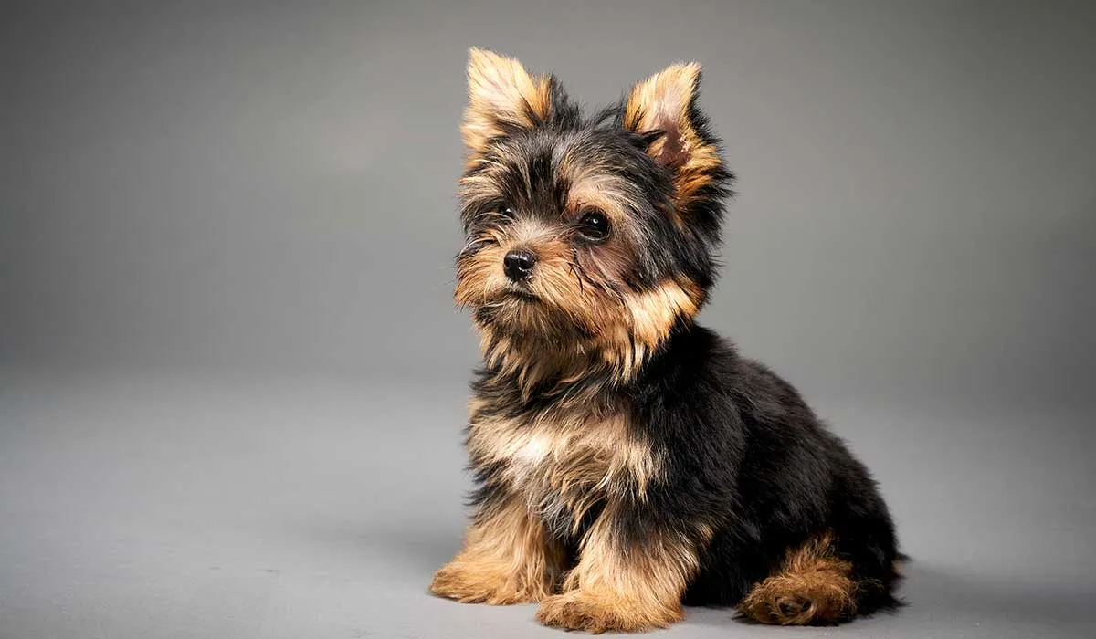 Un pequeño héroe