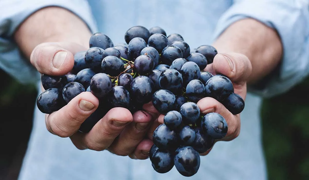 conoce lo que las uvas te dirían si pudieran