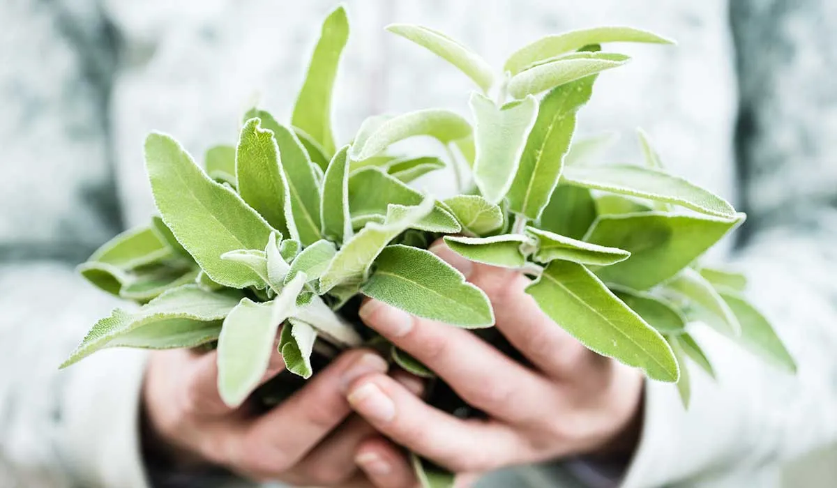 la salvia puede hacer mucho por ti