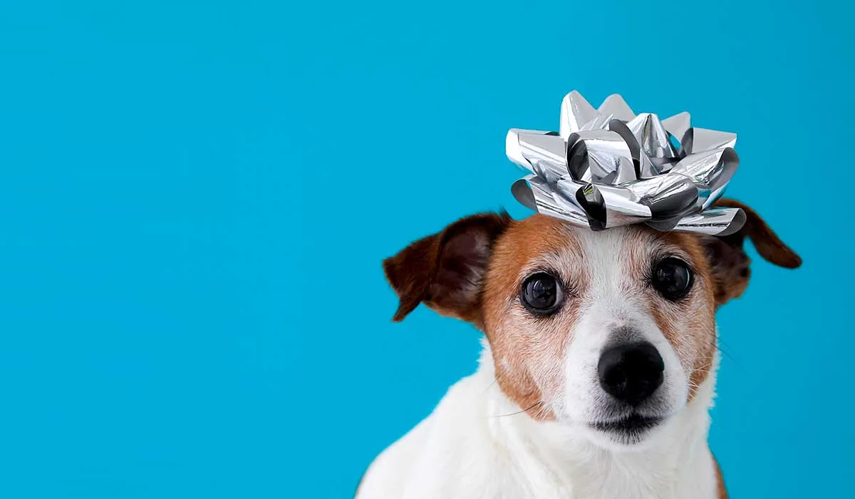 Diciembre y enero, los meses en que repunta el abandono animal