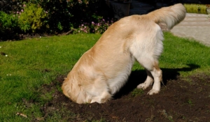 por que a los perros les gusta cavar