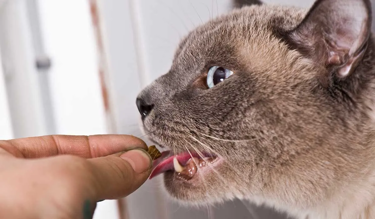 dale la medicina a tus gatos