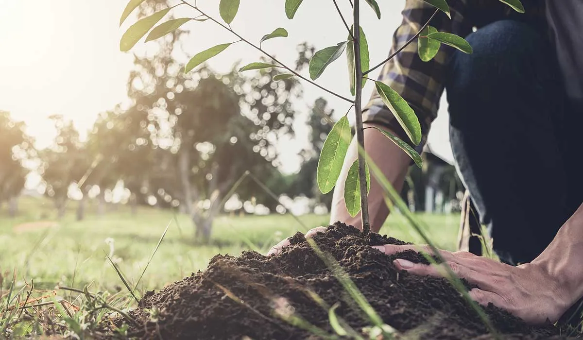 un árbol contra el cambio climático