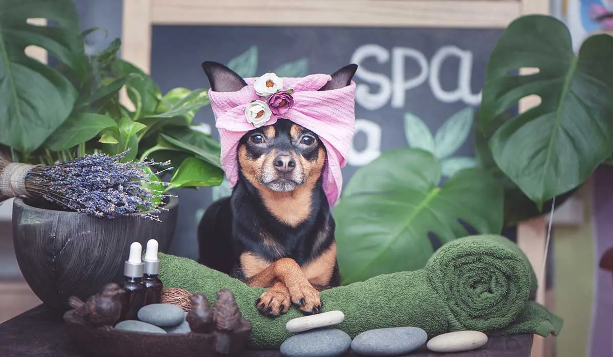 5 servicios para mascotas que son tendencia en México
