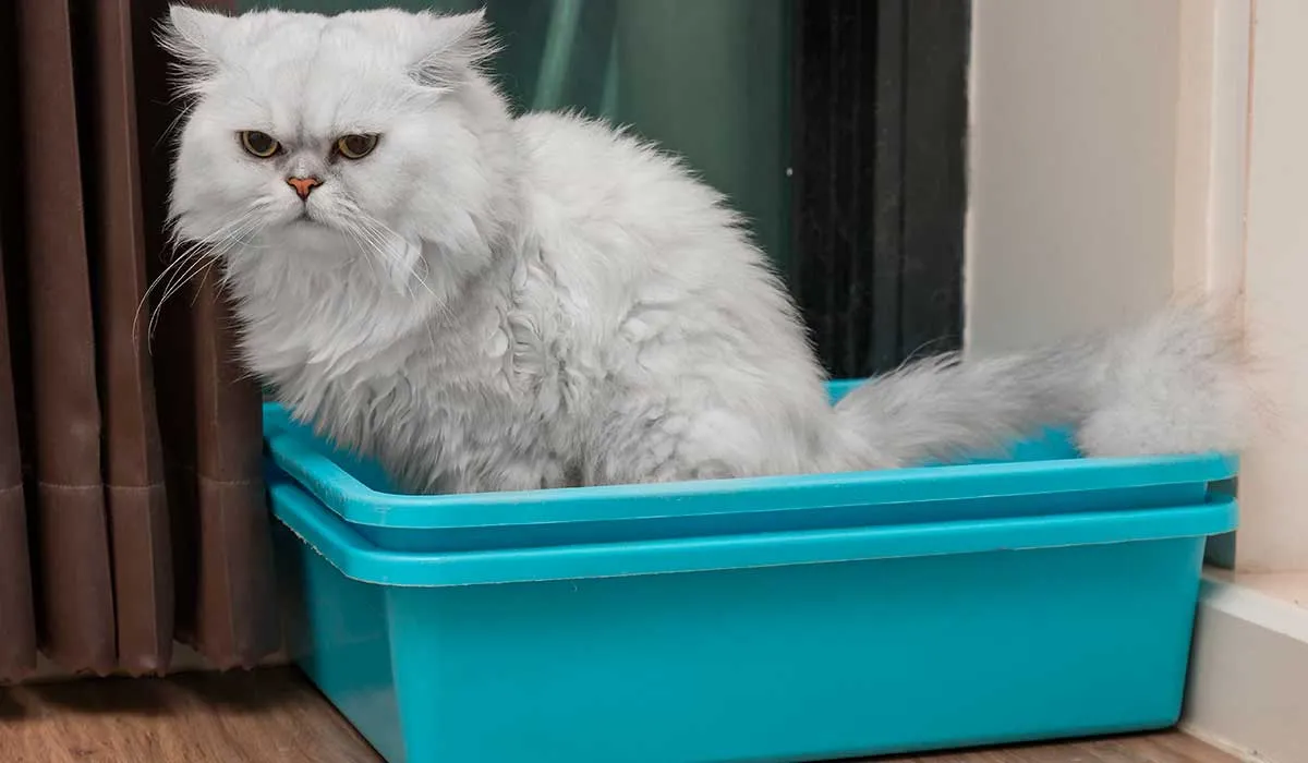 por esto los gatos saben usar su arenero