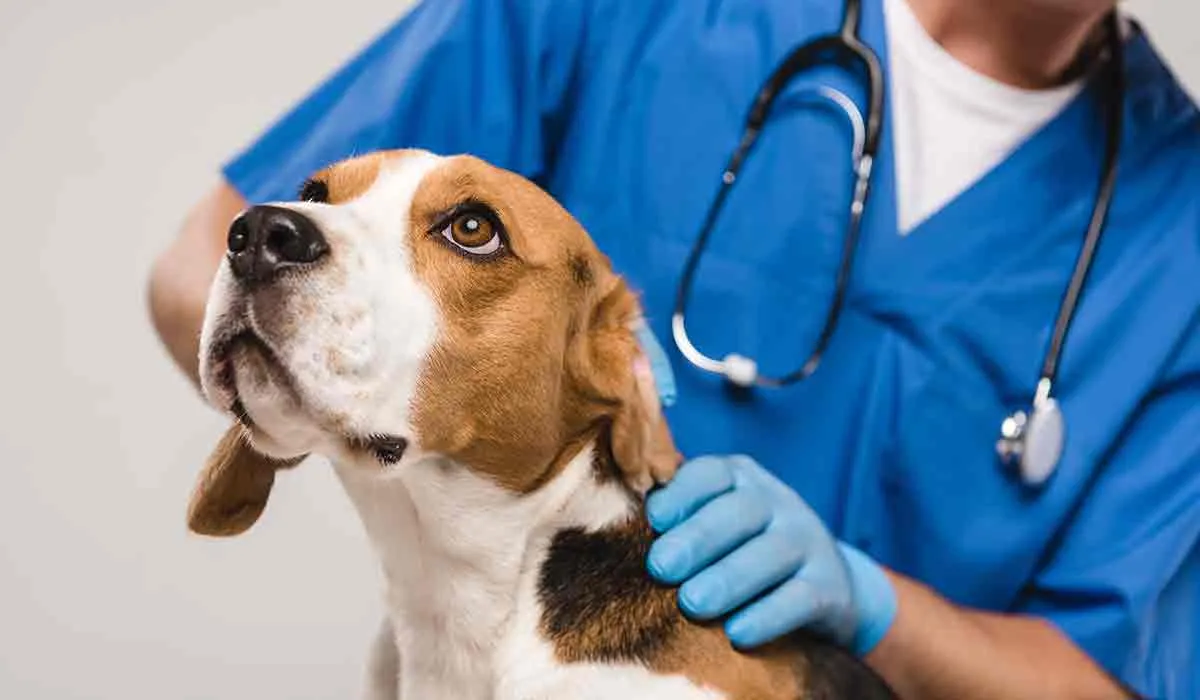 puede mi perro o gato contagiarme de coronavirus
