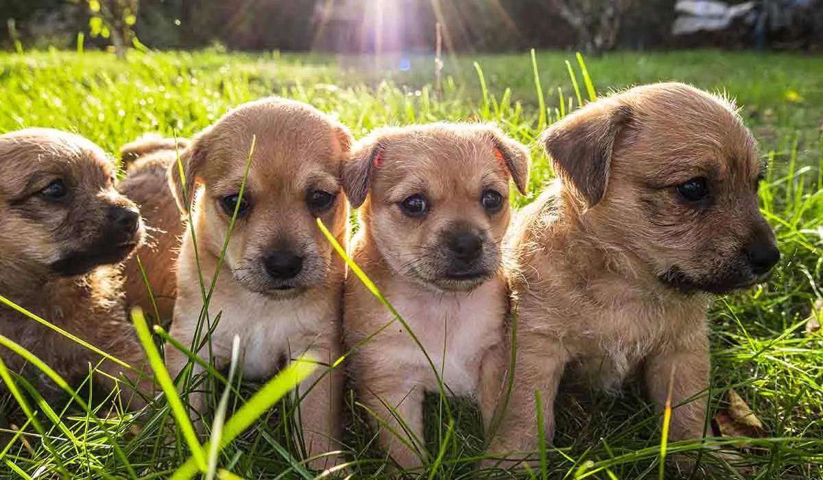 esterilizar a tus mascotas