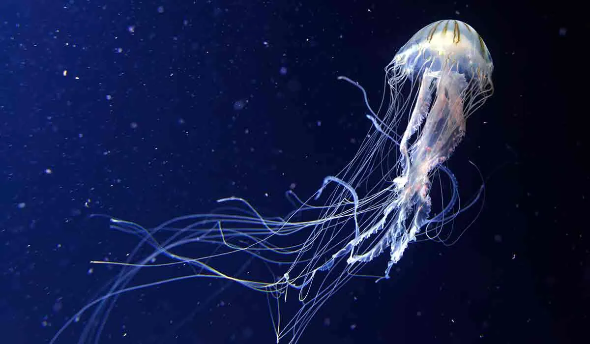 conoce algunas rarezas del océano