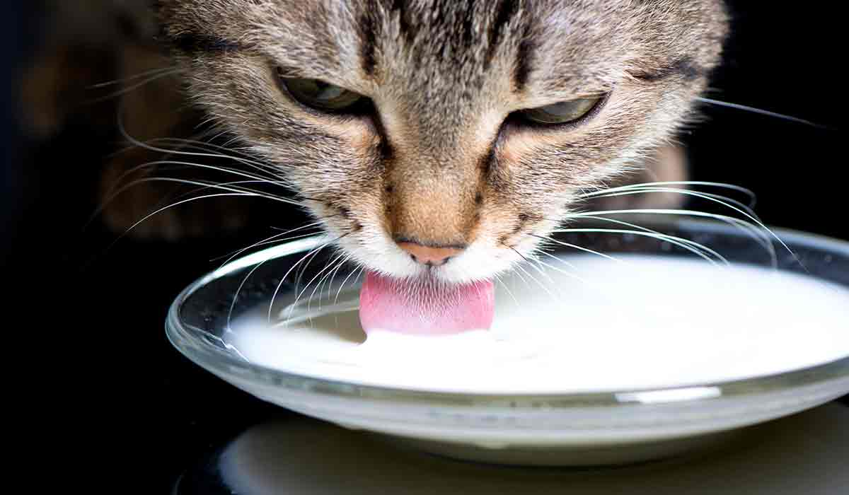 evita darles leche a tus gatos