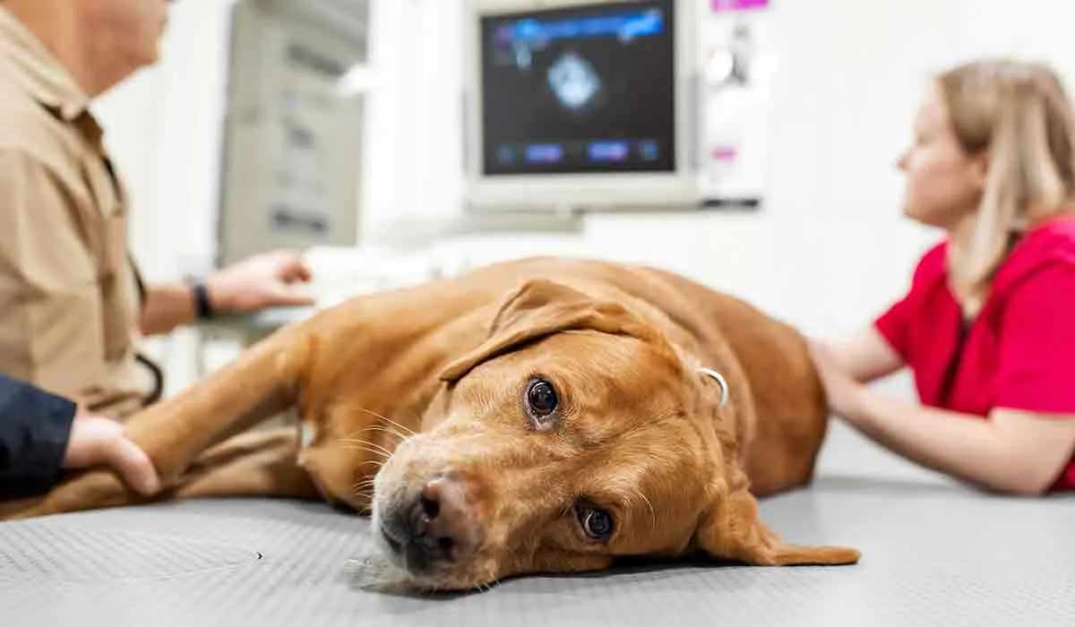 señales de cáncer en perros