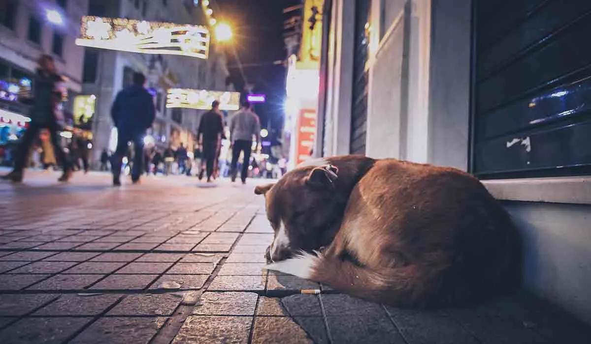 Holanda logró eliminar a los perros de la calle