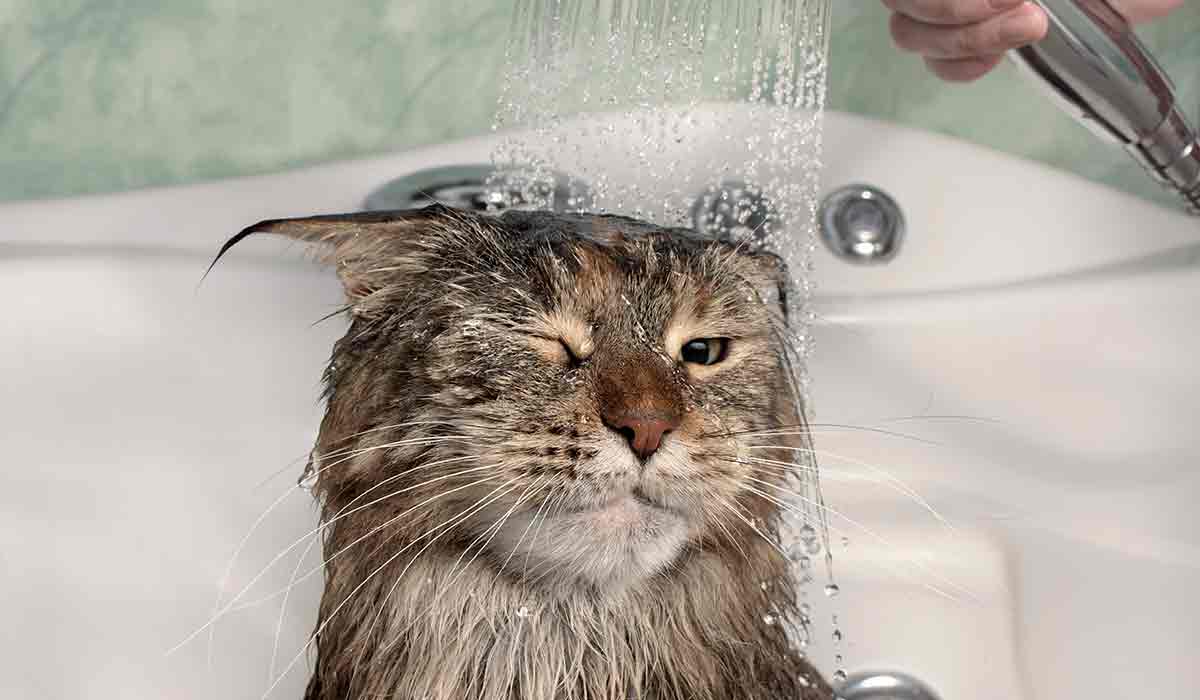 un gato que se baña sin arañar