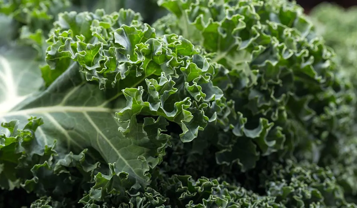 alimentos que debemos de comer para subsistir en el futuro
