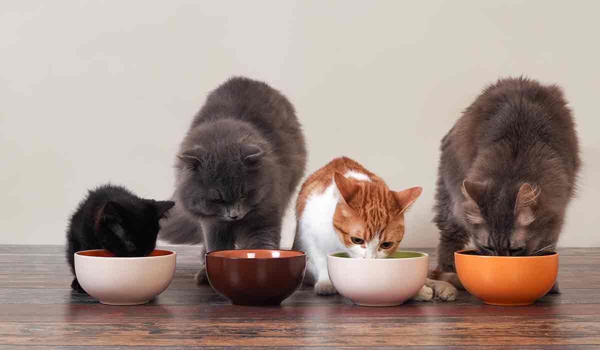 dieta para tu gato