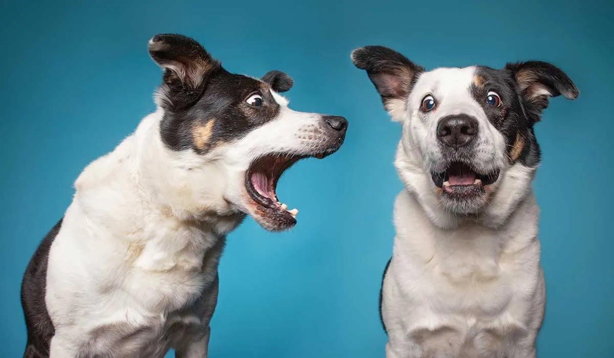 así ladran los perros en otros países