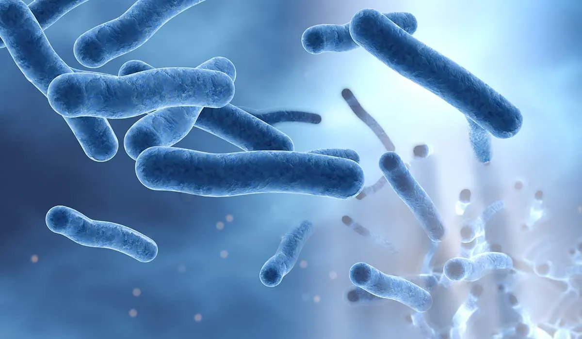 bacteria Helicobacter pylori